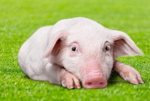 生肖豬的朋友，12月將有貴人來(lái)圓你20年的愿望，看看他是誰(shuí)