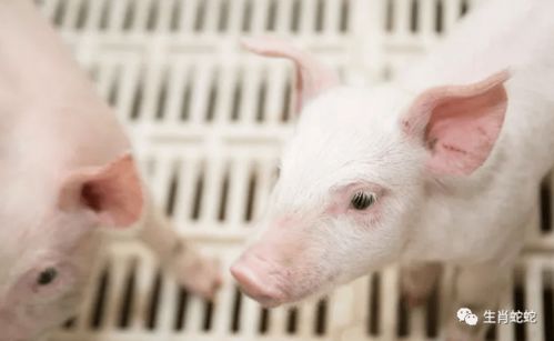 屬豬者六月提醒 以靜制動(dòng)，轉(zhuǎn)憂為安