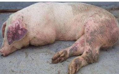 養(yǎng)豬人須知 非洲豬瘟常見(jiàn)癥狀與精準(zhǔn)“拔牙”核心操作